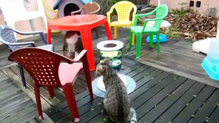 Diams, Mia et Tweety