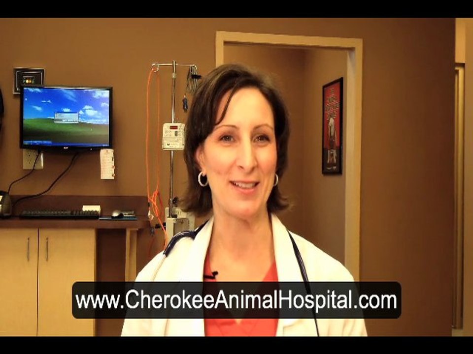 Should I get my pets teeth cleaned? Veterinarian Canton GA