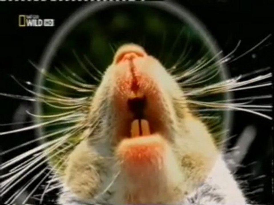 Jungla urbana: Ratas (Fiebre de rata)