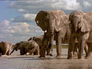 Le Langage des Géants D'Etosha / National Geographic / Les 25 Plus Beaux Films