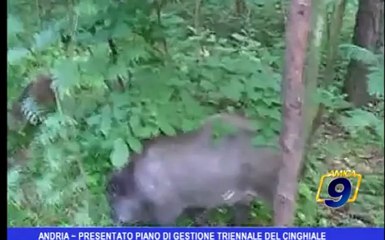 Andria | Presentato piano di gestione triennale del cinghiale