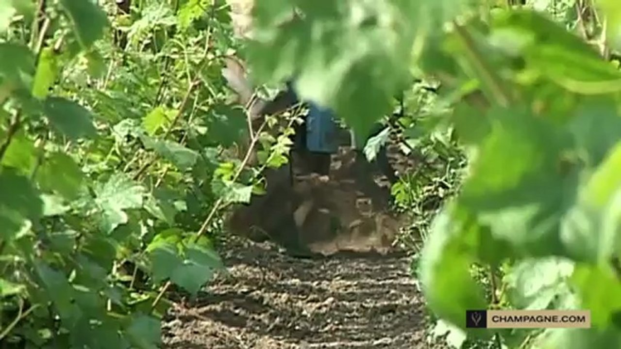 Champagne terroir: chalk