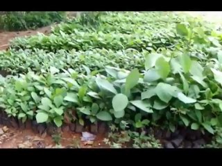 Permaculture Design Course