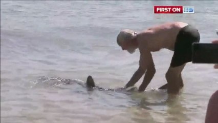 Australie : Un touriste attrape un requin par la queue et l'éloigne de la plage
