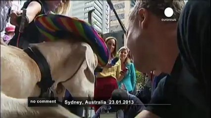 Garry the flower-eating goat wins court case - no comment