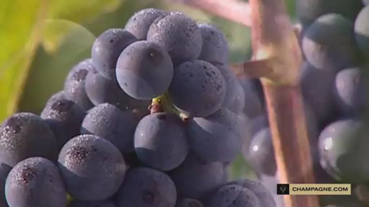 Les cépages et la vigne