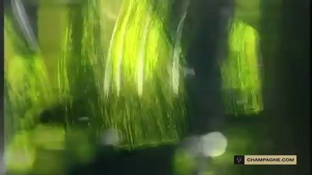 Elaboration du vin : la prise de mousse