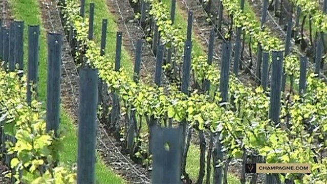 La travail de la vigne : la vigne en vert