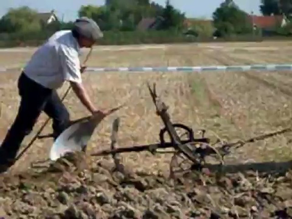 premiers labours attelage de bovins Charollais à Vitry en Charollais