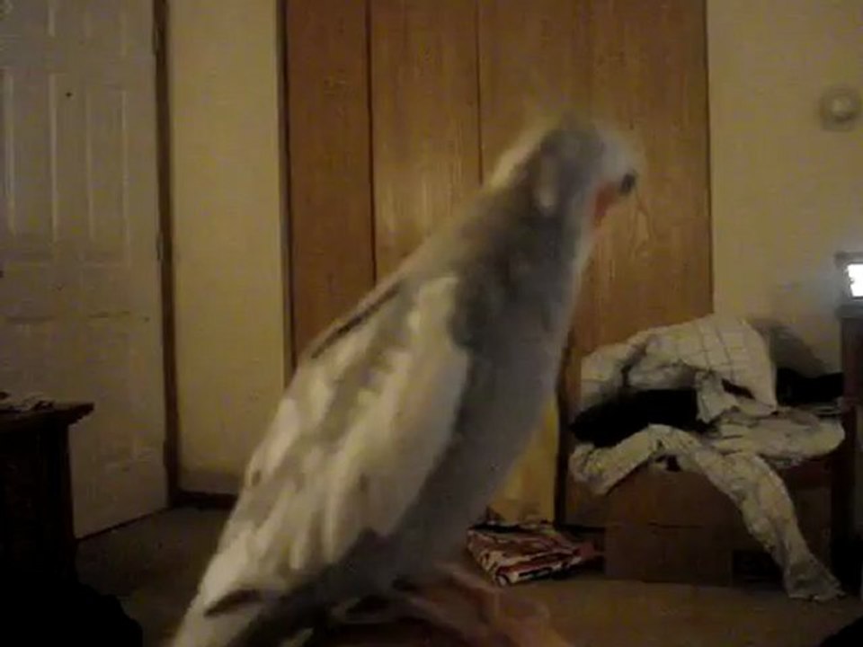 B.G. the Beatboxing Cockatiel