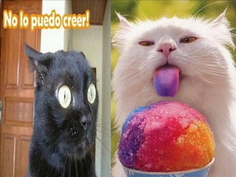 Gatos chistosos ( Funny cats) - asyadizi.com