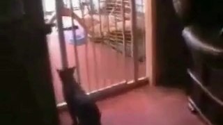 best cat jump ever www.asyadizi.com