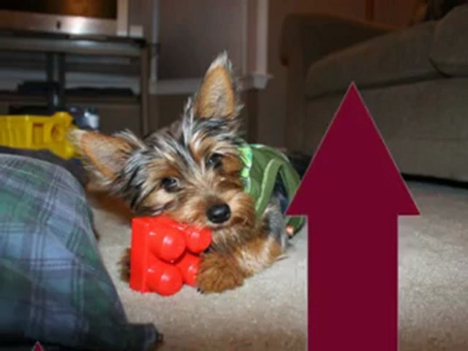 Pet Stores Outlet - Cat Food, Dog Beds, Pet Stores, Carriers, Beds, Treats, and More