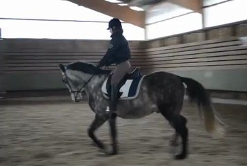 galop à juste main gauche galop main droite juste trot