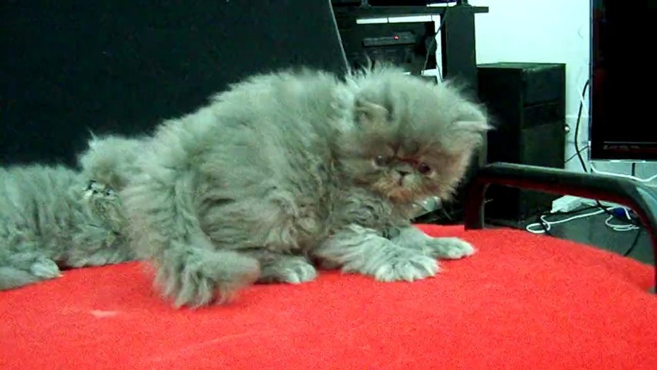 et ron et ron petit patapon, je suis un petit chaton persan, tout bleu et tout fripon