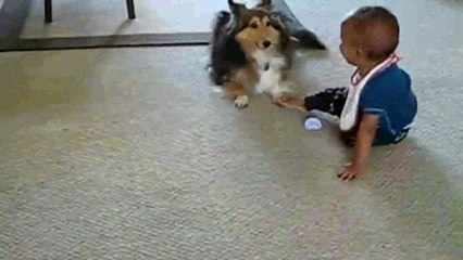 Lassie Makes Baby Stan To Laugh (HD 2013)