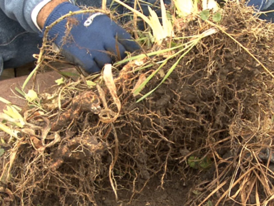 How To Divide Perennials