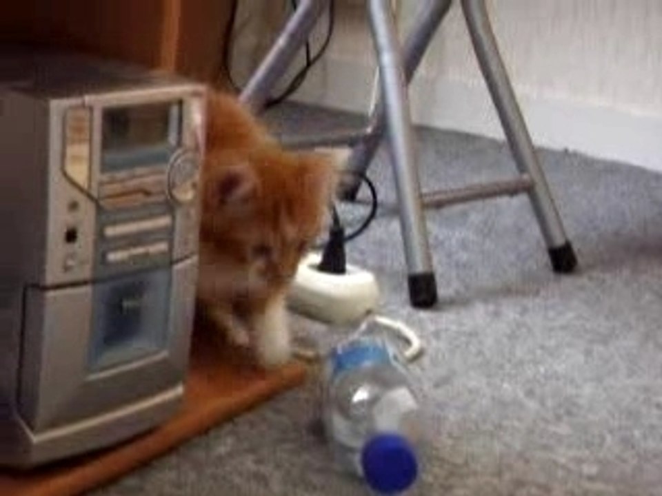 chaton joueur