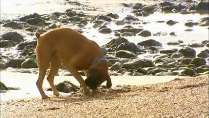 SE04E03 Grand Designs-Sugar Cube Sussex [ TVRip (XVID) ]