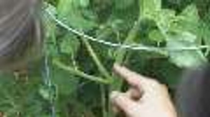 How to Prune and Care for Tomato Plants