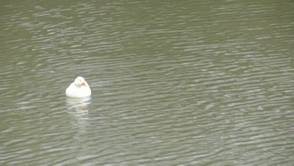 Bi, quadri et palmi pèdes