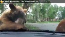 Медведи на дороге