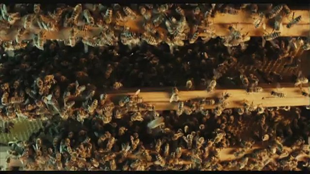 DES ABEILLES ET DES HOMMES - Bande-annonce VF
