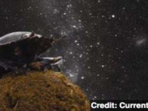 Dung Beetles Use Milky Way for Navigation