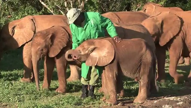 Orfanato para elefantes