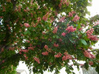 LAROQUE SUR CEZE dans le Gard