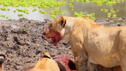 Lion kill in Selous Game Reserve