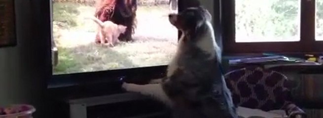Cane guarda gatto che si avvicina ad un orango