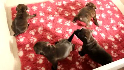 MVI_0056_(converted)