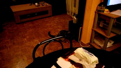 Fresquinha le chat qui rapporte