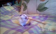 Cet hamster avale un long bretzel en entier