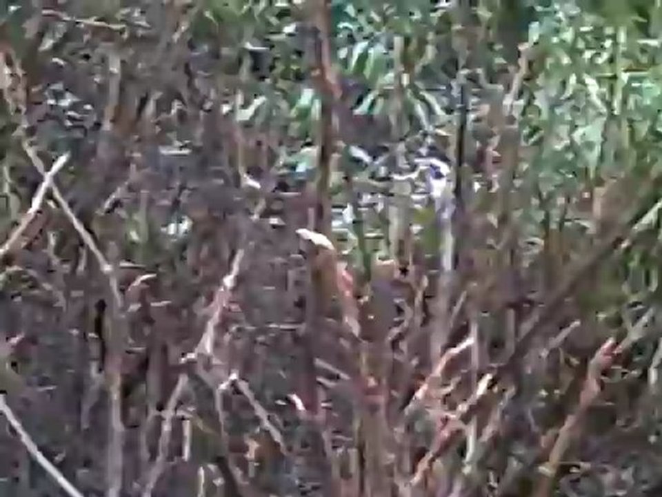 CLIP0505