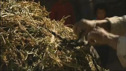 360° GEO Le facteur de l himalaya