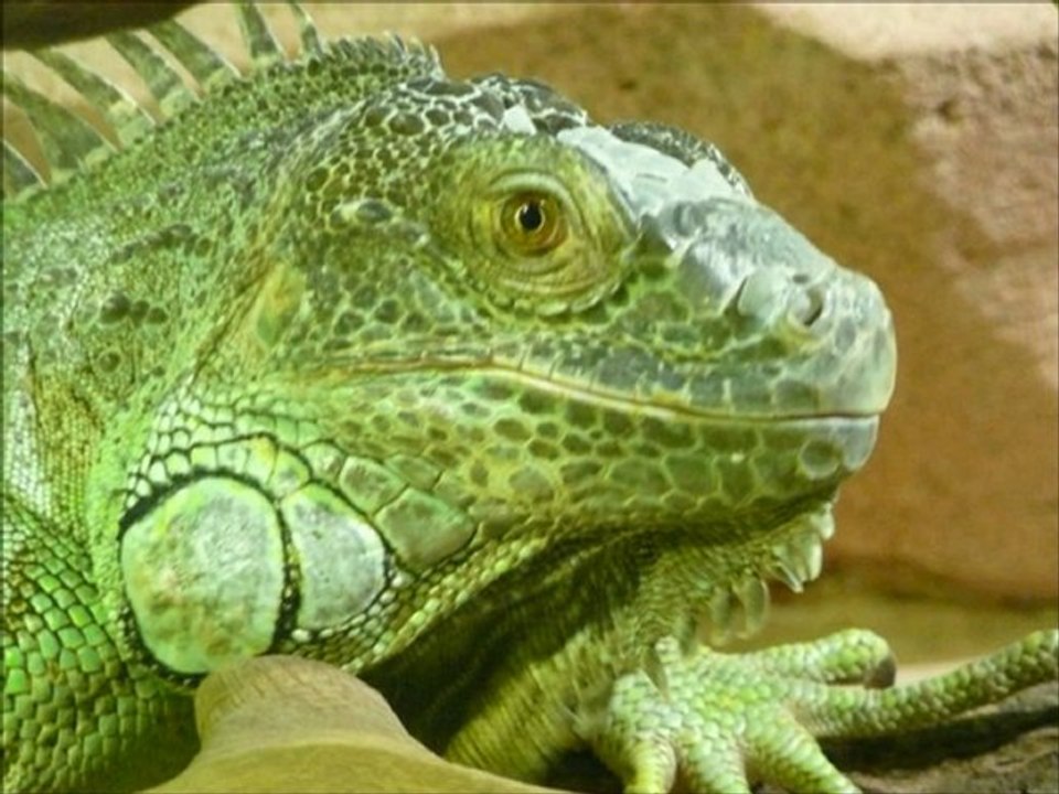 PLANETE SAUVAGE 2010