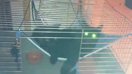 deux zozos en cage----- des masos,,lol