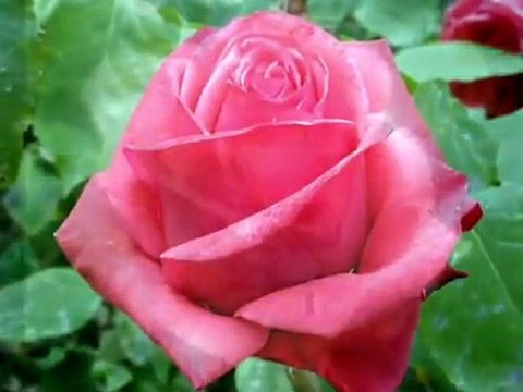 CUTS LIKE A KNIFE Roxwell {Subtitulos Esp.}¸.•*¨*• ♪♫