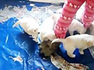 Puppies Go Nuts For Slippers