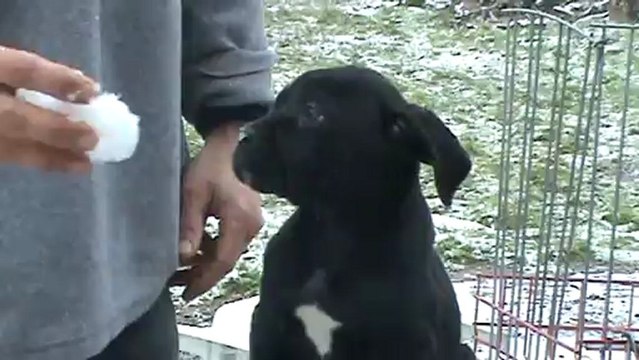 Femelle cane corso 7 semaines