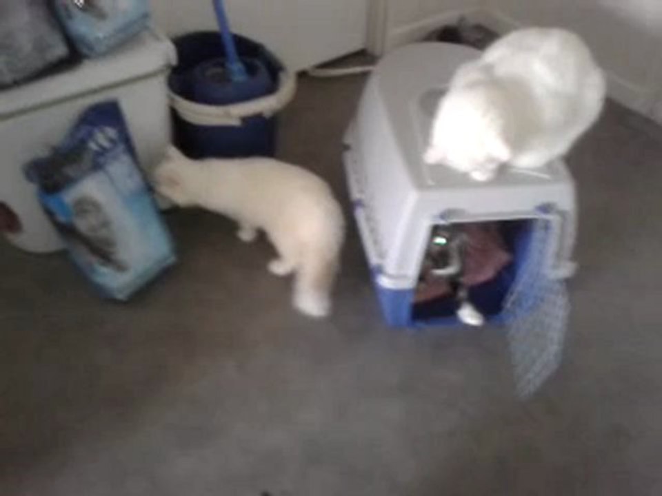 Les 5 premieres minutes de Harley & House