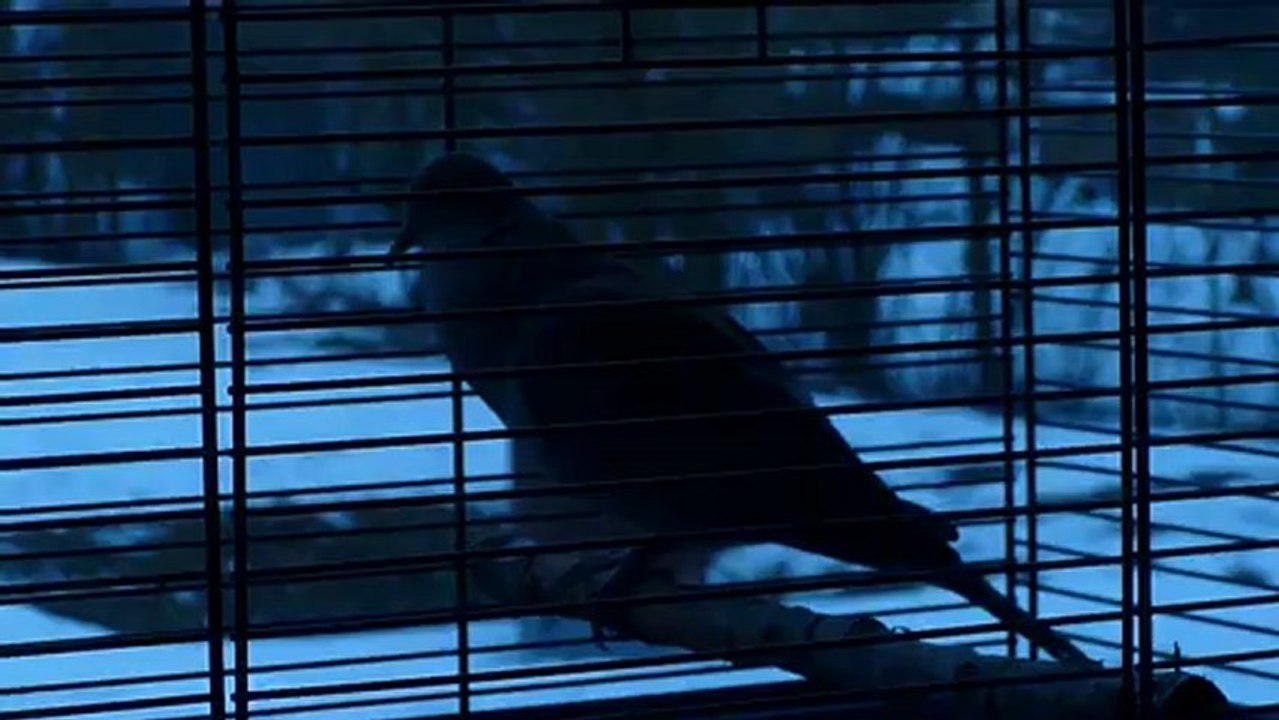 chant2 hybride rieuse turque