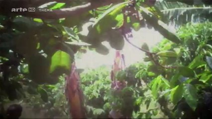 La face cachée du chocolat