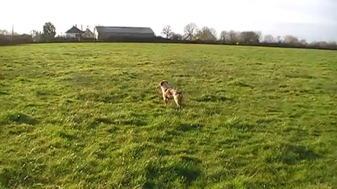 Halto 7mois 1er arrêt et coulé sur bécassines