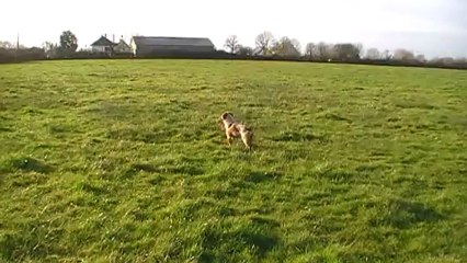 Halto 7mois 1er arrêt et coulé sur bécassines