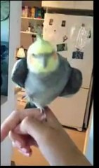 Un perroquet qui chante du Dubstep