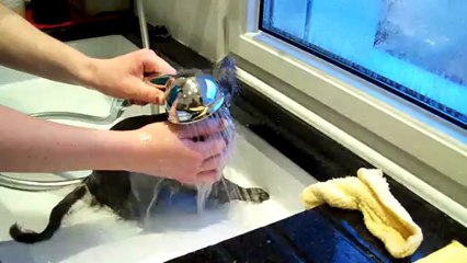 LE BAIN D' UDYAN du PAIRI DAEZA, un adorable petit chaton persan, déjà habitué à la toilette