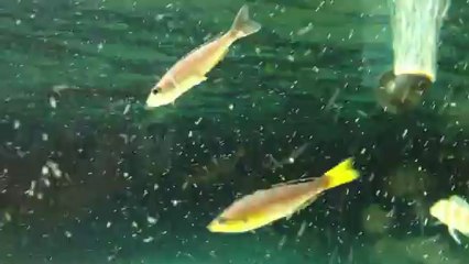 Leptosoma